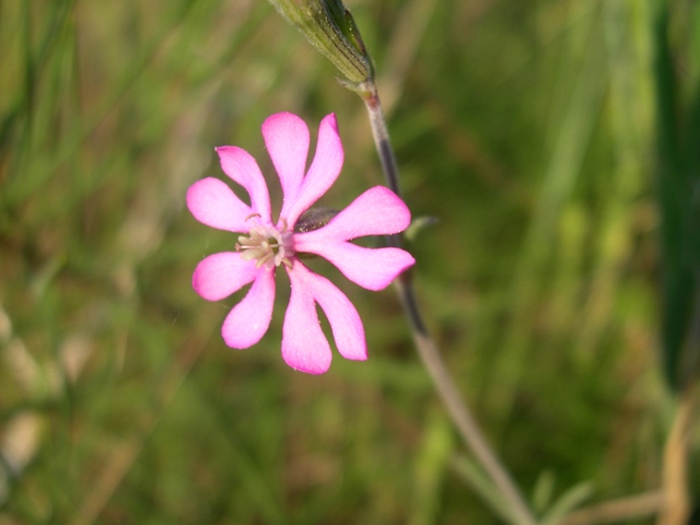 Silene cfr. colorata
